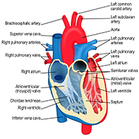 Atrial Flutter - What is Atrial Flutter and how is it treated?